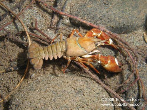 Crayfish - crustacean - Chemainus River