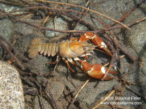 Crayfish - crustacean - Chemainus River