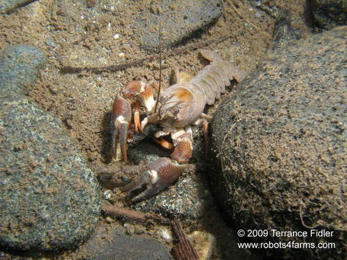 Crayfish - river crustacean
