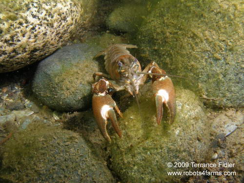 Crayfish - crustacean