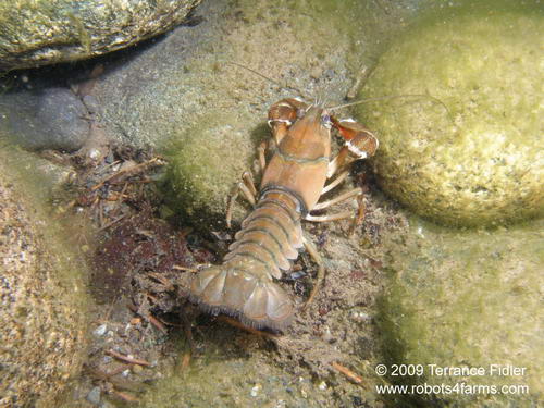 Crayfish - crustacean - Chemainus River