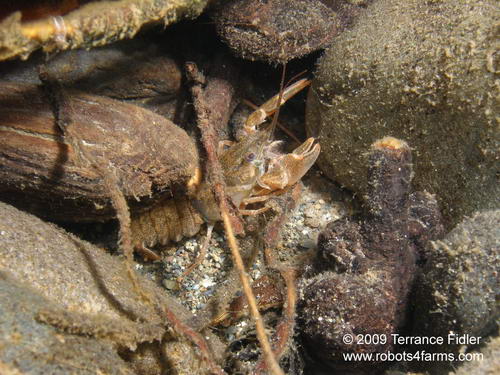 Crayfish - juvenile