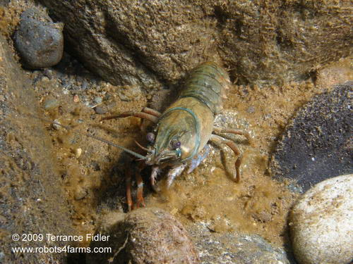 Crayfish - crustacean - missing claws - injured