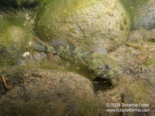 Bullhead fish or fresh water sculpin