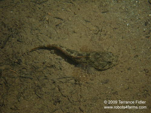 bullhead fish or fresh water sculpin