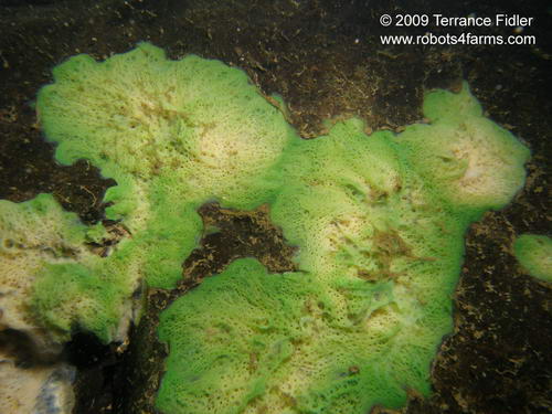 This might be fresh water sponge or ... not sure