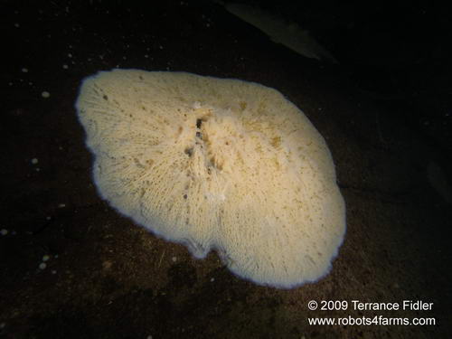 Fresh water sponge ?