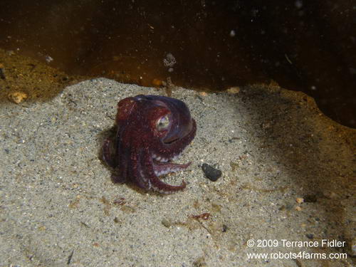 Stubby Squid cephalopod  - Braemar Avenune in North Saanich near Sidney - scuba diving site vancouver island british columbia canada