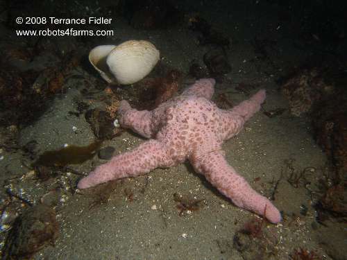 Spiny Pink Starfish echinoderm  - Braemar Avenune in North Saanich near Sidney - scuba diving site vancouver island british columbia canada