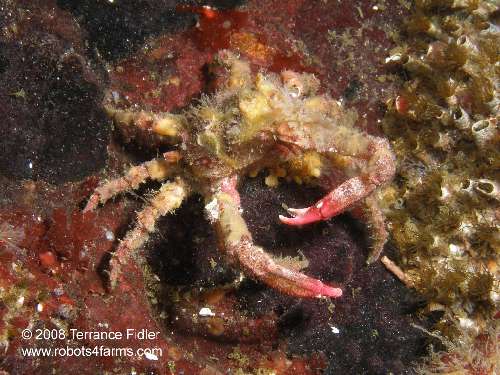 Moss Crab crustacean  - Breakwater Island off of Gabriola Nanaimo - scuba diving site vancouver island british columbia canada