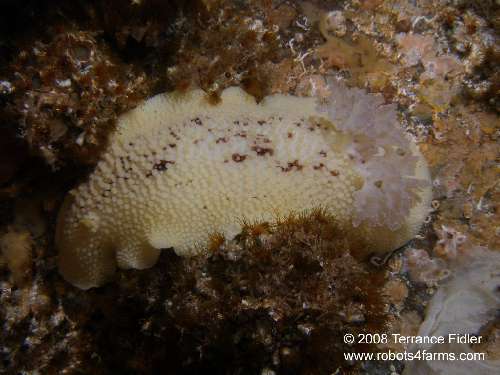 Noble Sea Lemon nudibranch  - Breakwater Island off of Gabriola Nanaimo - scuba diving site vancouver island british columbia canada