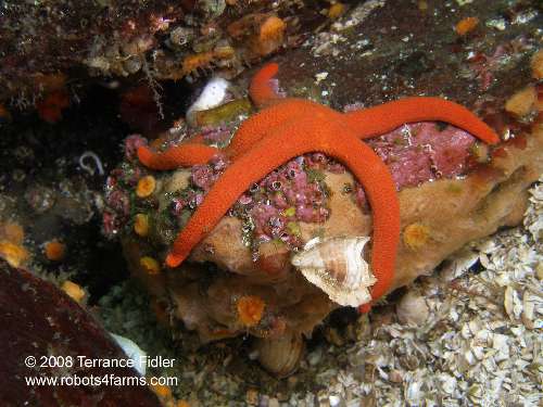 Blood Starfish echinoderm  - Breakwater Island off of Gabriola Nanaimo - scuba diving site vancouver island british columbia canada