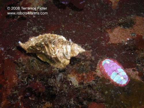 Blue Lined Chiton