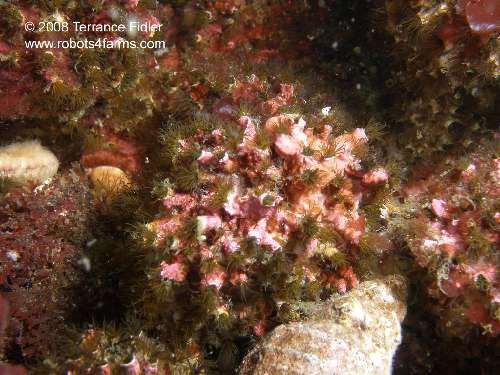 Fringed Filament Worms and Pink Encrusting Algae