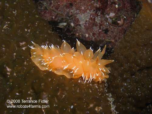 Golden Dirona nudibranch  - Breakwater Island off of Gabriola Nanaimo - scuba diving site vancouver island british columbia canada