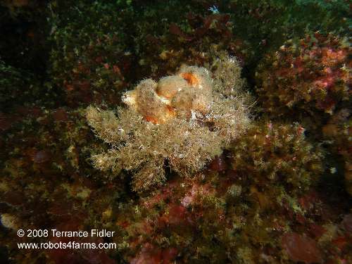 Golfball Crab [aka Rhinoceros Crab] crustacean  - Breakwater Island off of Gabriola Nanaimo - scuba diving site vancouver island british columbia canada