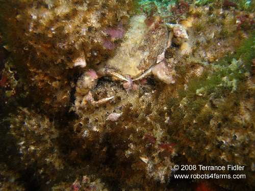 Moss Crab catching Snail