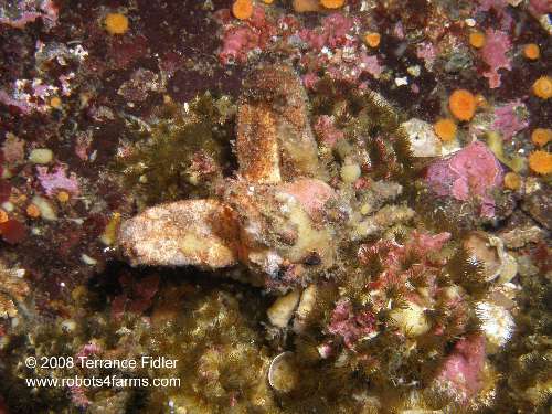 Sharp Nosed Crab crustacean  - Breakwater Island off of Gabriola Nanaimo - scuba diving site vancouver island british columbia canada