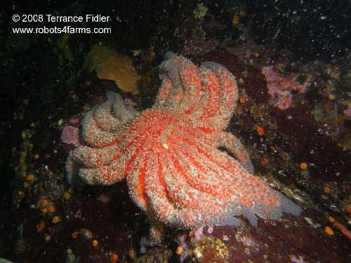 Sunflower Starfish echinoderm  - Breakwater Island off of Gabriola Nanaimo - scuba diving site vancouver island british columbia canada
