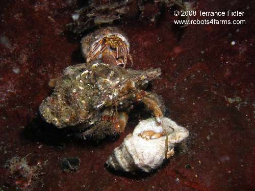 Bering Hermit Crab and Widehand Hermit Crab crustacean  - Breakwater Island off of Gabriola Nanaimo - scuba diving site vancouver island british columbia canada