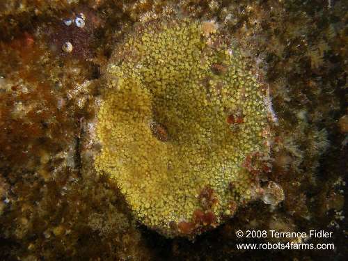 Yellow Boring Sponge on a Rock Scallop shell