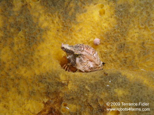 Grunt Sculpin - a fish - hiding in sponge - Browning Wall Browning Passage Port Hardy - scuba diving site vancouver island british columbia canada