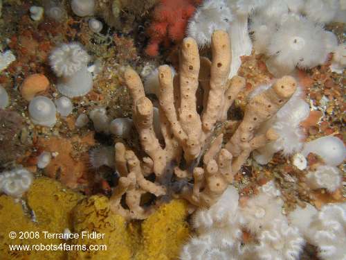 Glove Sponge - Browning Wall Browning Passage Port Hardy - scuba diving site vancouver island british columbia canada