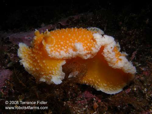 Side view of an Orange Peel Nudibranch - Browning Wall Browning Passage Port Hardy - scuba diving site vancouver island british columbia canada