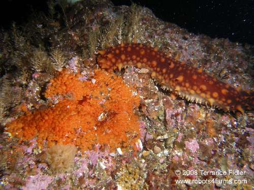 Orange Social Ascidians and a Sea Cucumber