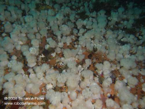 A view of the wall covered in Plumose Anemones