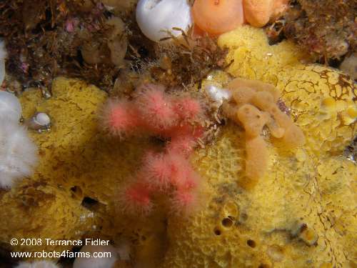 Red Soft Coral and yellow sponge