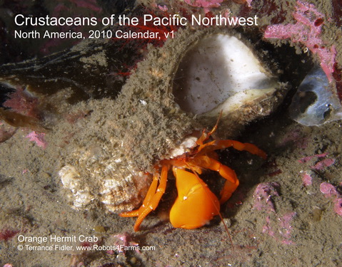 Orange Hermit Crab 2009 Calendar