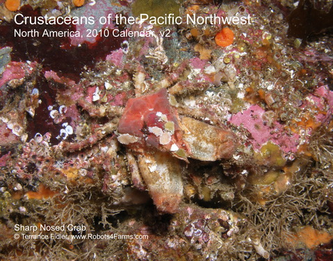 Sharp Nosed Crab 2009 Calendar