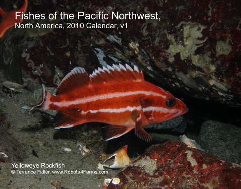 Yelloweye Rockfish 2010 Calendar