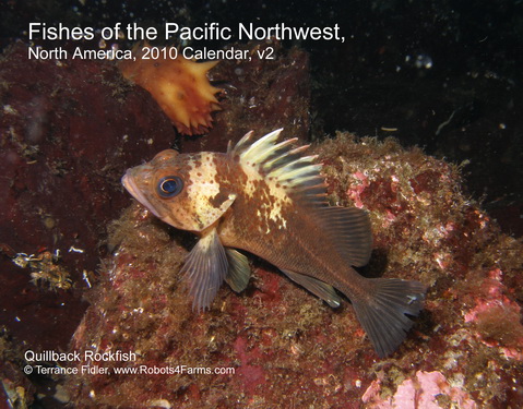Quillback Rockfish 2010 Calendar