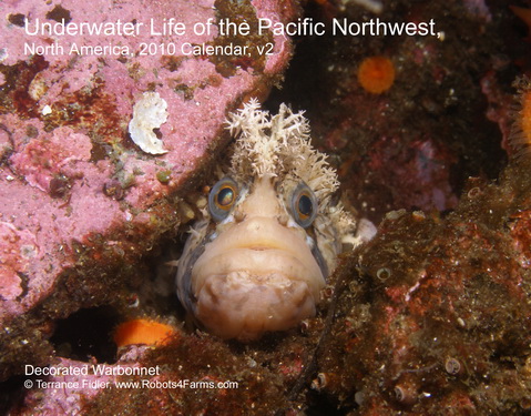 Decorated Warbonnet 2010 Calendar