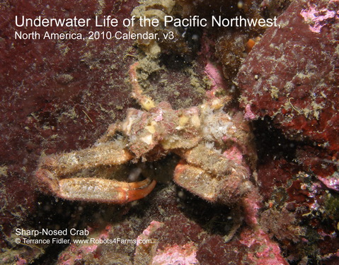Sharp Nosed Crab 2010 Calendar