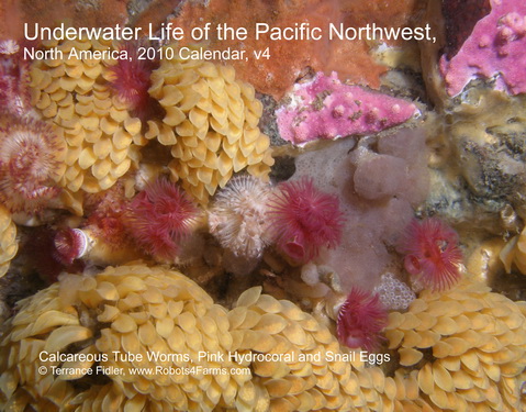 Calcareous Tube Worms 2010 Calendar