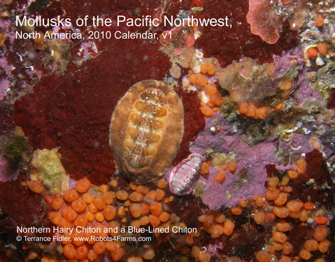 Northern Hairy Chiton 2010 Calendar