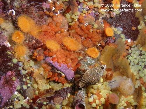 Bering Hermit Crab crustacean  - Copper Cliffs Campbell River - scuba diving site vancouver island british columbia canada