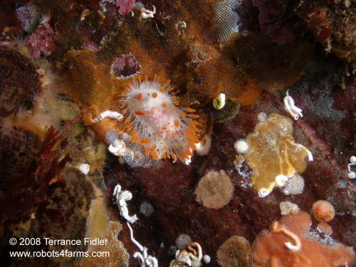 Cockerells Dorid nudibranch  - Copper Cliffs Campbell River - scuba diving site vancouver island british columbia canada