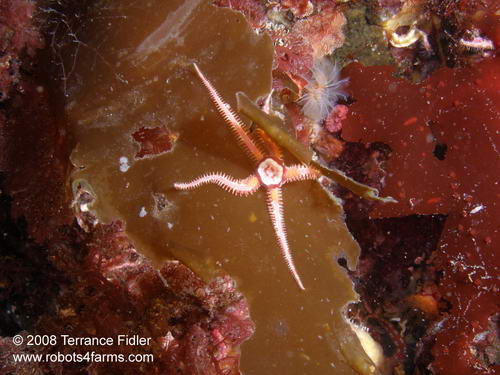 Daisy Brittle Starfish echinoderm - Copper Cliffs Campbell River - scuba diving site vancouver island british columbia canada