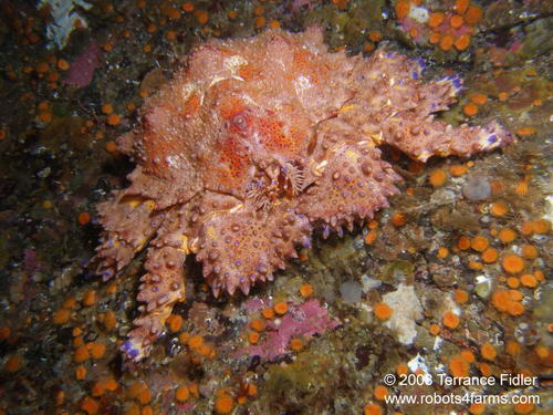 Puget Sound King Crab - adult crustacean  - Copper Cliffs Campbell River - scuba diving site vancouver island british columbia canada