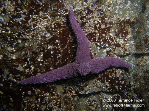 injured Purple Starfish