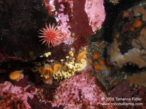Red Sea Urchin - baby