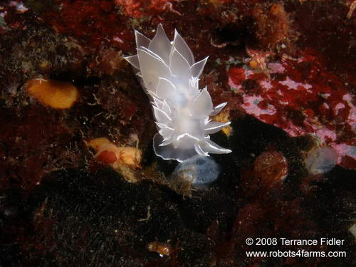 Whitelined Dirona - nudibranch