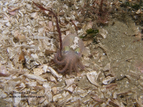 Stubby Squid