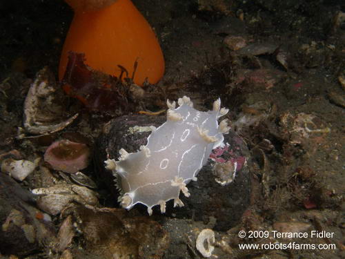 Diamondback Tritonia - nudibranch - Discovery Island near Sidney - scuba diving site vancouver island british columbia canada