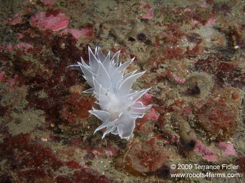 Frosted Nudibranch - Discovery Island near Sidney - scuba diving site vancouver island british columbia canada