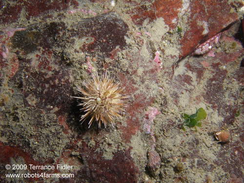 Green Sea Urchin